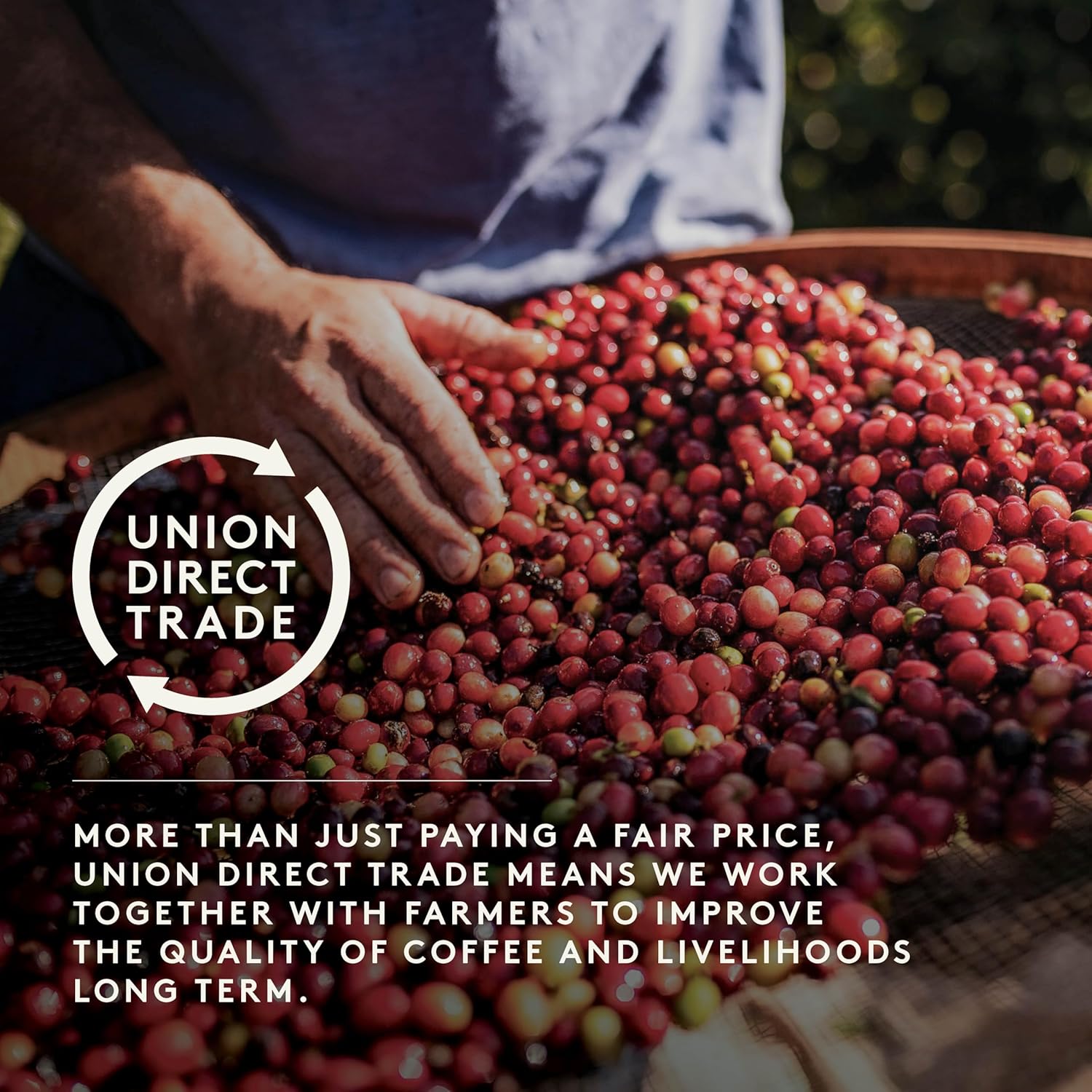 Union Bobolink Brazil Cafetiere Grind Coffee - 200g